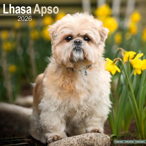 Cover image for Lhasa Apso Calendar 2026 Square Dog Breed Wall Calendar - 16 Month