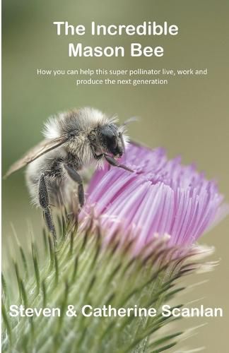 Cover image for Incredible Mason Bee