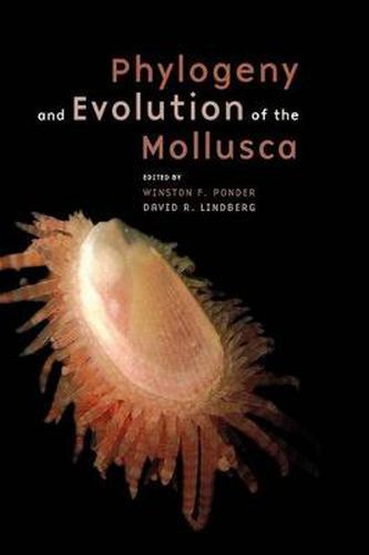 Cover image for Phylogeny and Evolution of the Mollusca