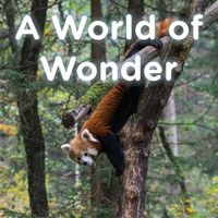 Cover image for A World of Wonder