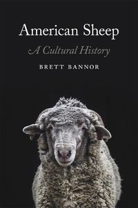 Cover image for American Sheep