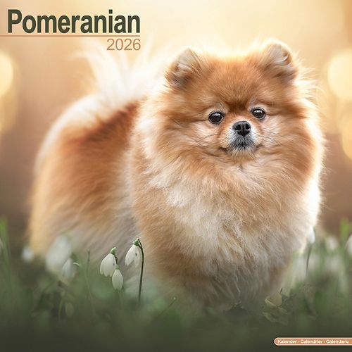 Cover image for Pomeranian Calendar 2026 Square Dog Breed Wall Calendar - 16 Month
