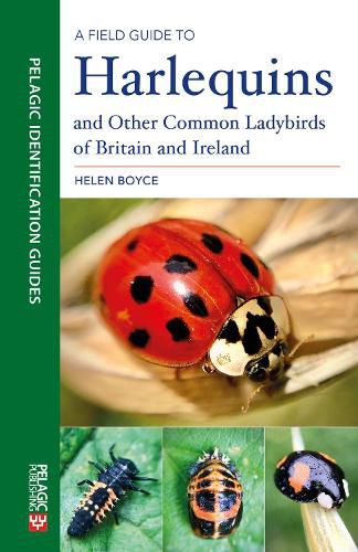 Cover image for A Field Guide to Harlequins and Other Common Ladybirds of Britain and Ireland