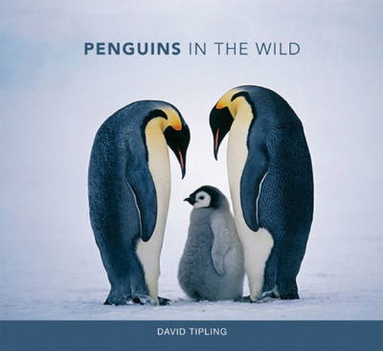 Cover image for Penguins in the Wild