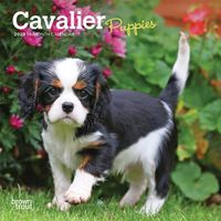 Cover image for Cavalier King Charles Spaniel Puppies 2020 Mini Wall Calendar