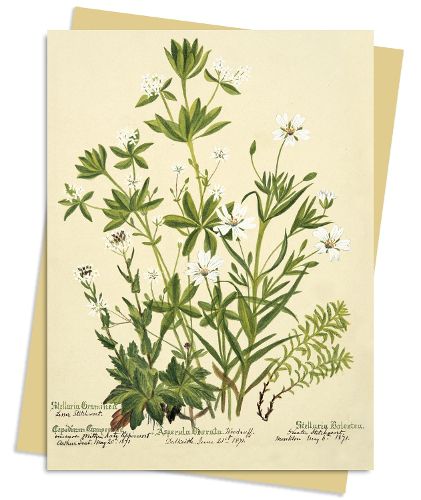 RBGE: Charlotte Cowan Pearson: Stitchworts, Woodruff and Pepperwort Greeting Card Pack