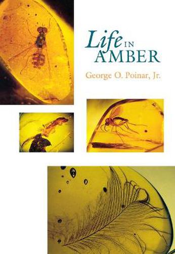 Cover image for Life in Amber