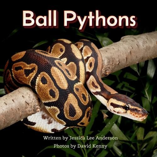 Cover image for Ball Pythons