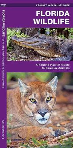 Cover image for Florida Wildlife: A Folding Guide to Familiar Animals