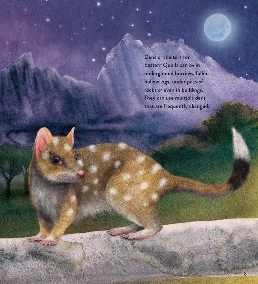 Quoll