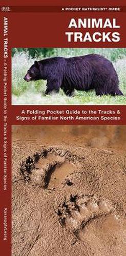 Cover image for Animal Tracks: A Folding Pocket Guide to the Tracks & Signs of Familiar North American Species