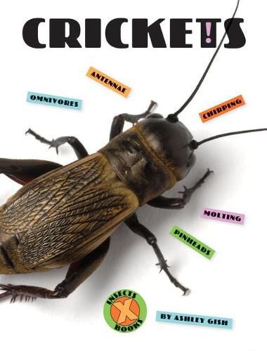 Cover image for Crickets