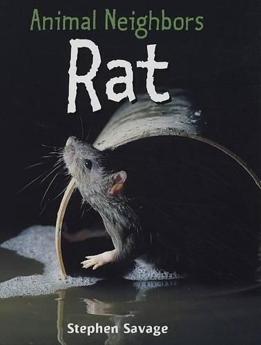 Rat