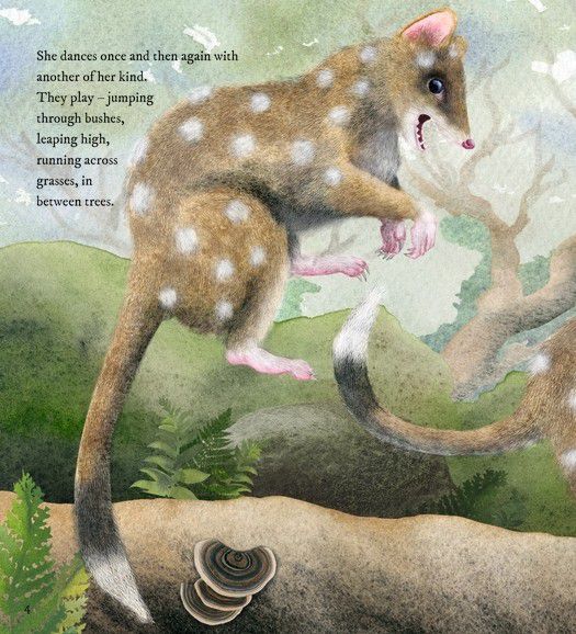 Quoll