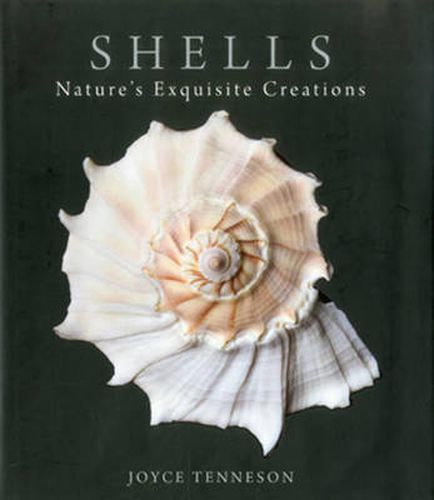 Cover image for Shells: Nature's Exquisite Creations