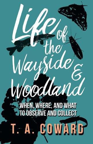 Cover image for Life of the Wayside and Woodland - When, Where, and What to Observe and Collect