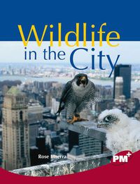 Cover image for Wildlife in the City
