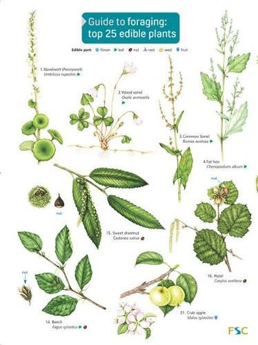 Cover image for Guide to Foraging: Top 25 Edible Plants