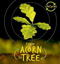 Cover image for From Acorn to Tree