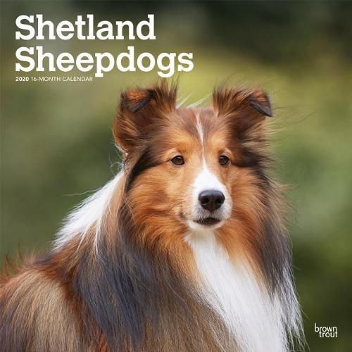 Shetland Sheepdogs 2020 Square Wall Calendar