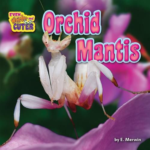 Cover image for Orchid Mantis