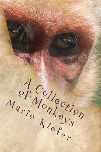 Cover image for A Collection of Monkeys