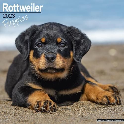 Cover image for Rottweiler Puppies 2023 Wall Calendar