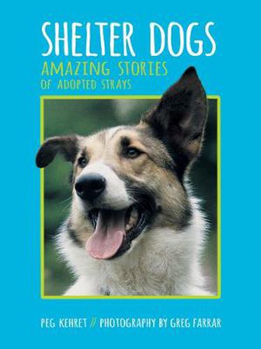 Cover image for Shelter Dogs: Amazing Stories of Adopted Strays