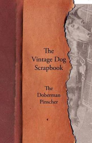 Cover image for The Vintage Dog Scrapbook - The Doberman Pinscher