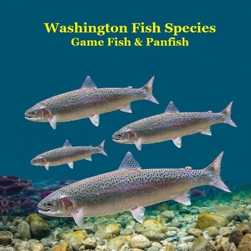 Cover image for Washington State Game Fish and Panfish Species Kids Book
