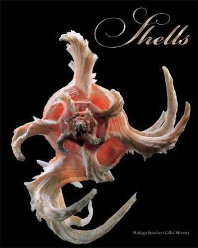 Cover image for Shells