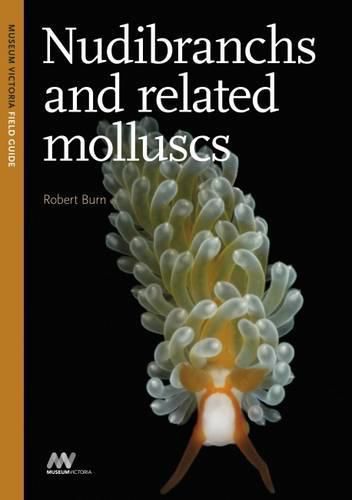 Cover image for Nudibranchs and Related Molluscs