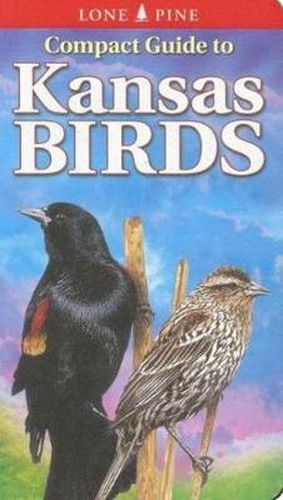 Cover image for Compact Guide to Kansas Birds