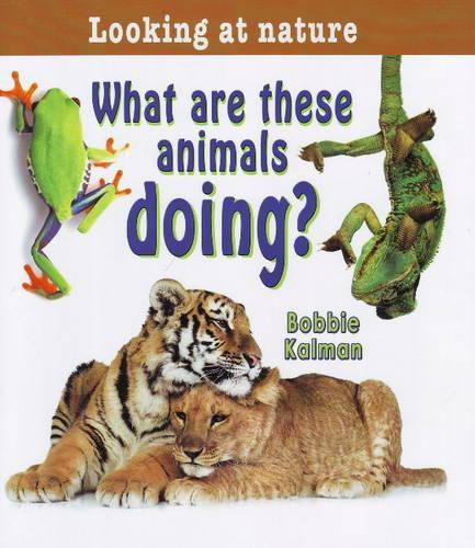 Cover image for What are These Animals Doing?