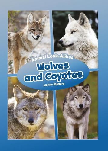 Wolves and Coyotes: Animal Look-Alikes