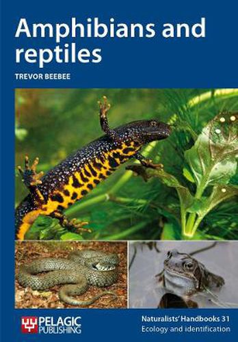 Cover image for Amphibians and reptiles