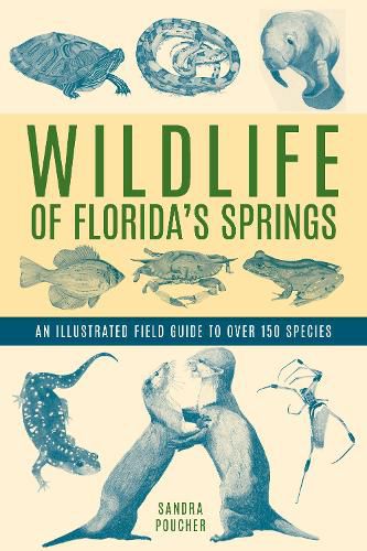 Cover image for Wildlife of Florida's Springs: An Illustrated Field Guide to Over 150 Species