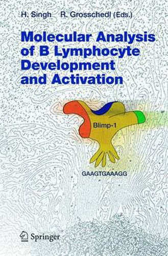 Cover image for Molecular Analysis of B Lymphocyte Development and Activation