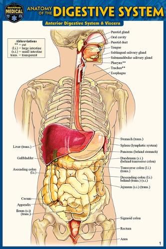 Cover image for Anatomy of the Digestive System (Pocket-Sized Edition - 4x6 Inches)