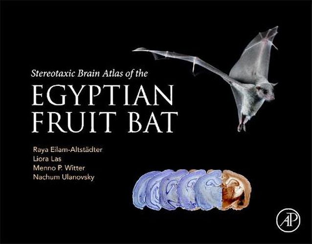 Cover image for Stereotaxic Brain Atlas of the Egyptian Fruit Bat