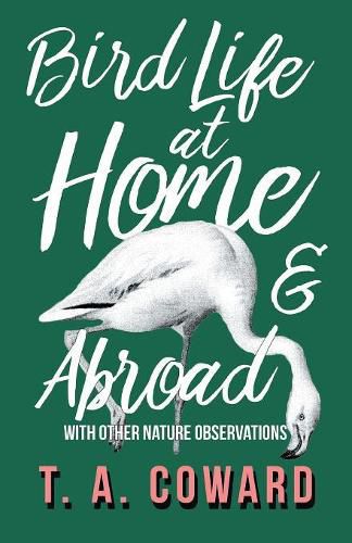 Cover image for Bird Life at Home and Abroad - With Other Nature Observations