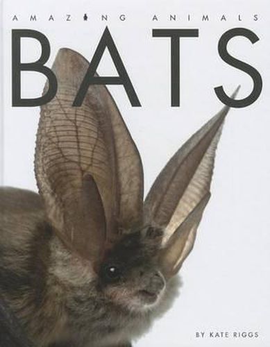 Cover image for Bats