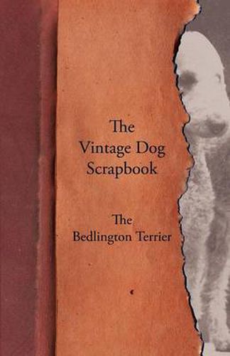 Cover image for The Vintage Dog Scrapbook - The Bedlington Terrier