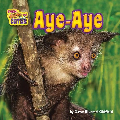 Cover image for Aye-Aye