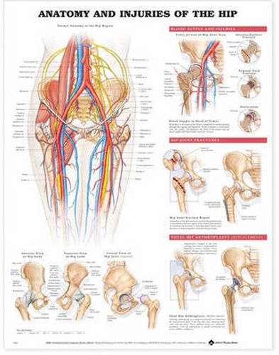 Cover image for Anatomy and Injuries of the Hip Anatomical Chart