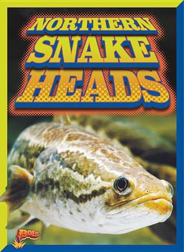 Cover image for Northern Snakeheads