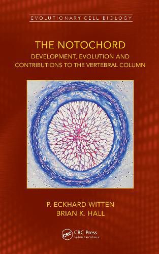 The Notochord: Development, Evolution and Contributions to the Vertebral Column