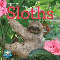 Cover image for Original Sloths Wall Calendar 2025