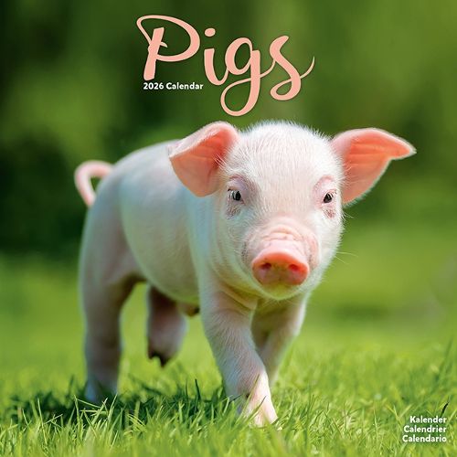 Cover image for Pigs Calendar 2026 Square Farm Animal Wall Calendar - 16 Month