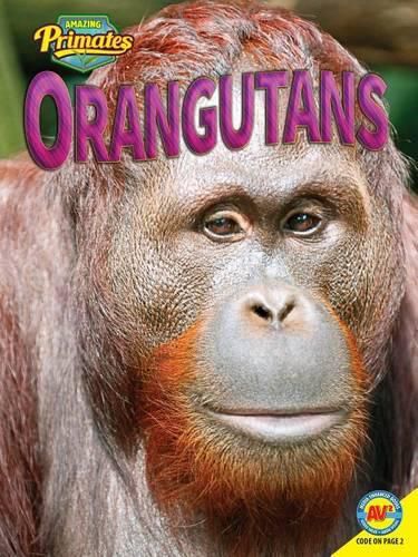 Cover image for Orangutans